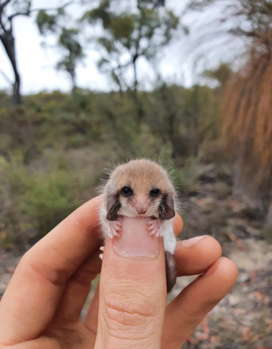 A tiny animal perched on a person's thumb